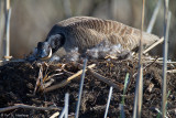 On her nest