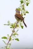 Singing Sparrow