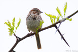 Sparrow, white sky