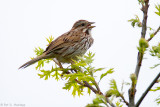 Singing on cloudy morning