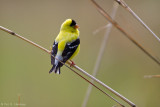 Spring Goldfinch