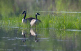 Reflected geese