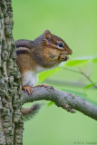 Chipmunk meal