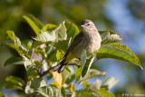 Fall Warbler