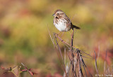 Sparrow with color