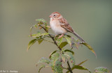 Sparrow in isolation