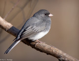 Junco at rest