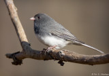 Junco on alert