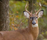 Deer on alert