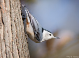 Clinging to bark