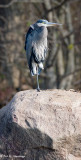 Resting heron