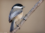 Chickadee, diagonal perch