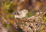Feeding Goldfinch