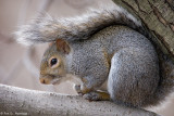 Squirrel at rest