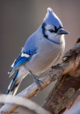 Focused Blue Jay