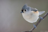 Tufted stare