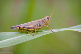 Grasshopper