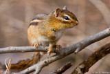 Alert chipmunk