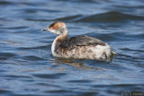 Horned Grebe