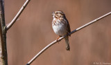 On a branch