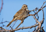 Singing in the sun