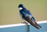 Spring Swallow
