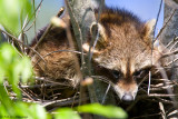 Resting raccoon