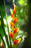 14 1149 Heliconia