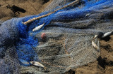 15 Net 1598