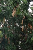 15 Tamarind 1692