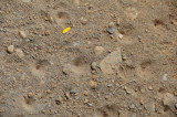 15 Ant lions - doddle bugs 1726
