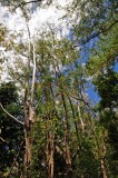 15 Dry forest jungle 1824
