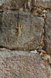 15 Lizard 1874