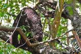 15 Aerial termites - Cabrits, Ft. Shirley 1905