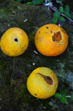 15 Parrot damaged citrus 2309