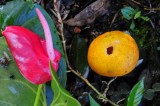 15 Weed and parrot damaged citrus 2336