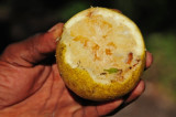 15 Seedless gapefruit 2348