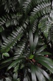 15 Undergrowth 2447