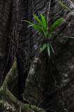 15 Bromeliad on buttress roots 2480