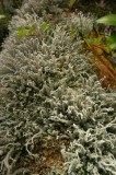 16 Lichens 1207