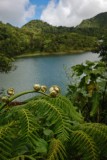 16 Tree fern and Freshwater Lake 1220