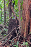 16 Aerial termite nest - trail to Middleham Falls 3079