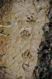 18 Im guessing agouti tracks 3587