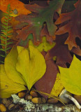 2008 - 17 Fall Forest No. 4