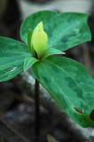 Yellow trillium 0831