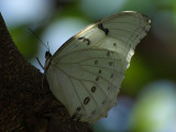 Morpho polyphemus