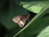 Parides