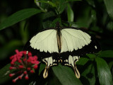 Papilio dardanus mle