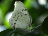 Morpho polyphemus