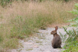 Snowshoe Hare!!!